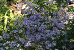 Aster cordifolius 'Ideal' bestellen